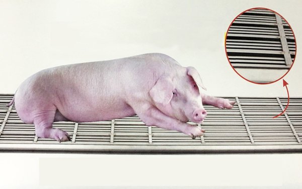 诠懋实业（金荣铁工厂）的止滑踏板凸条及边框有高度止滑作用，有效降低猪只走动时滑倒的风险。