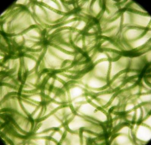 螺旋藻——最佳天然绿色功能性食品