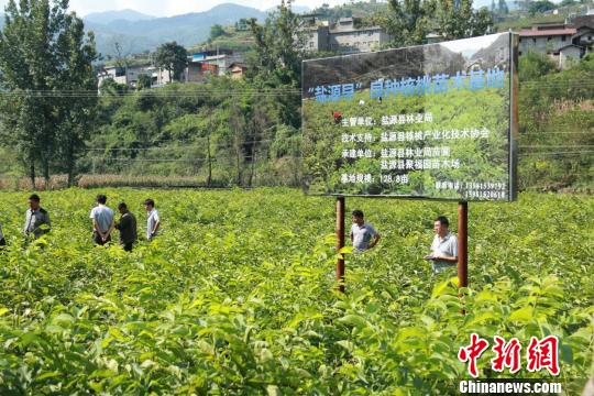 “盐源早”良种核桃苗木基地。供图