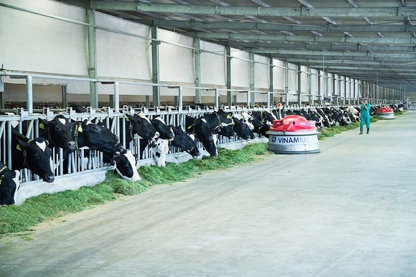 Vinamilk是全球最大乳品公司50强之一，拥有16家先进工厂和13家奶牛场。