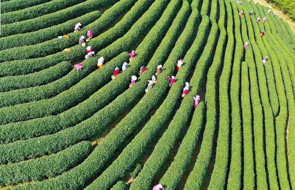 2021杭州茶博会将于3月26日正式开启