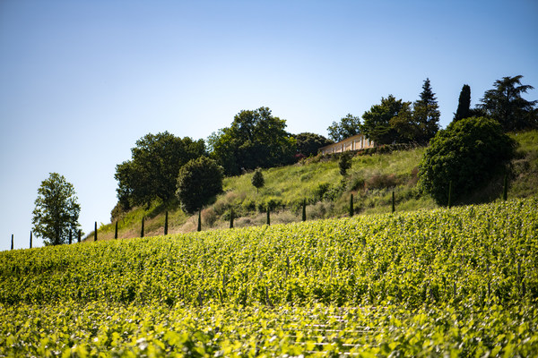 Château Quintus Grows with the Acquisition of Château Grand-Pontet