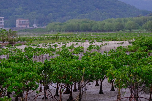 海陵岛红树林国家湿地公园